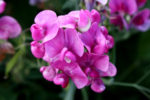 Pink Sweet Pea Flowers (Lathyrus odoratus) - Free High Resolution Photo