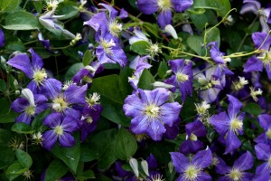 Purple Clematis Flowers (Jackmanii) - Free High Resolution Photo