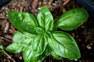 Sweet Basil Plant - Free High Resolution Photo