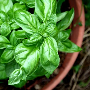 Sweet Basil Plant in Terra Cotta Pot - Free High Resolution Photo