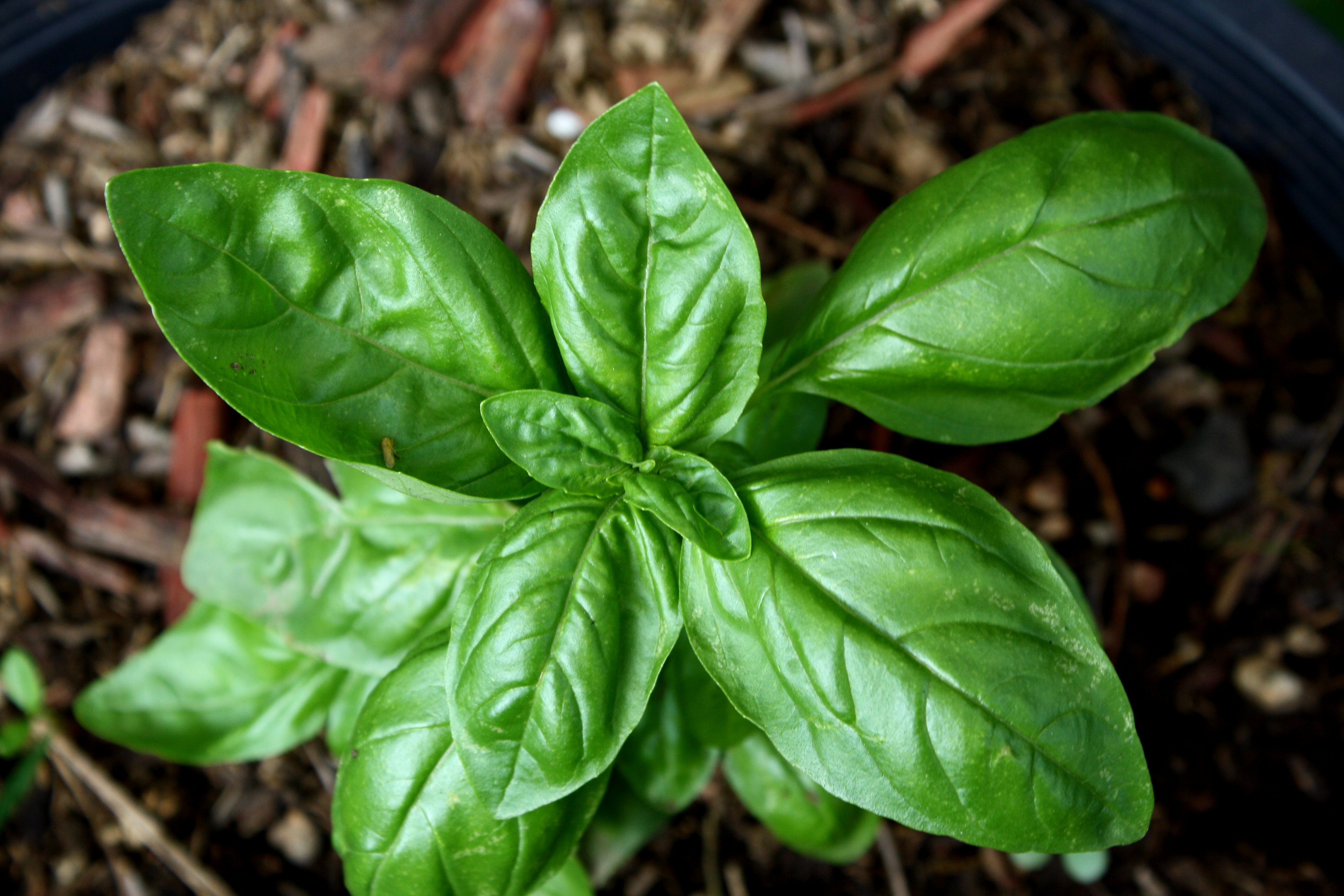 Sweet Basil Plant Photos Public Domain