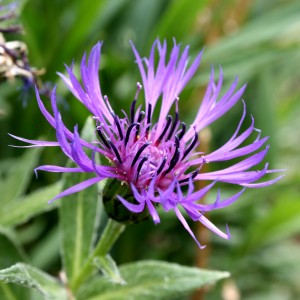 Mountain Bluet Flower - Free high resolution photo