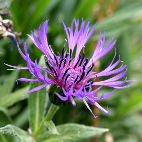 Mountain Bluet Flower - Free high resolution photo