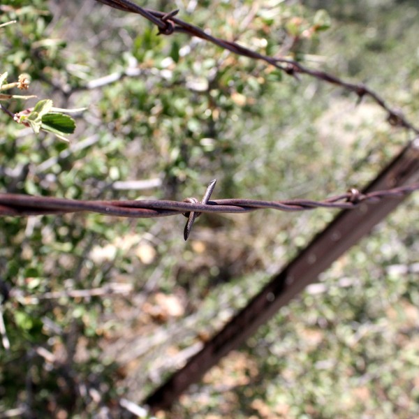 Barb on Rusted Barbed Wire Fence - Free High Resolution Photo