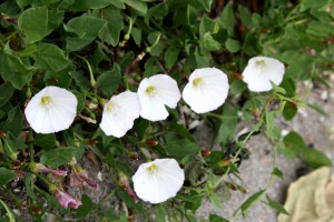 Bindweed with White Flowers - Free High Resolution Photo