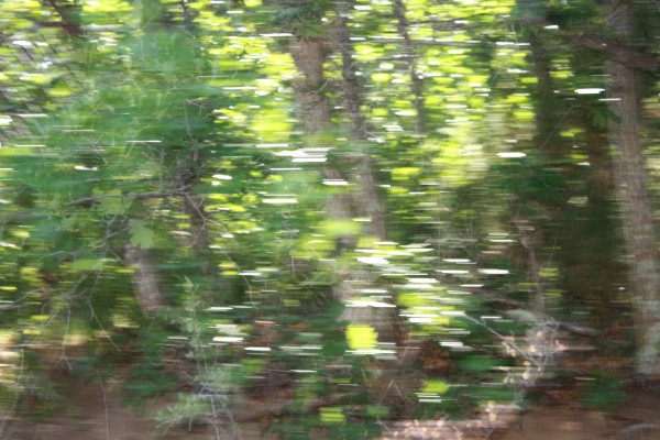 Blurry Trees Shot from Moving Car - Free High Resolution Photo