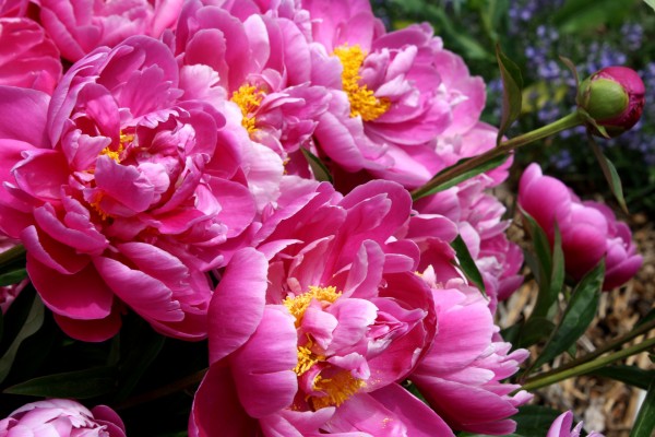 Bright Pink Peony Flowers - Free High Resolution Photo