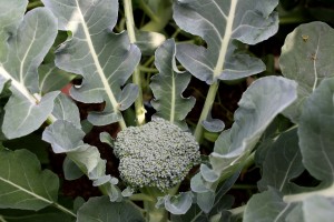 Broccoli Plant in Garden - Free High Resolution Photo