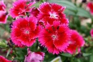 Cherry Red Dianthus Flowers - Free High Resolution Photo
