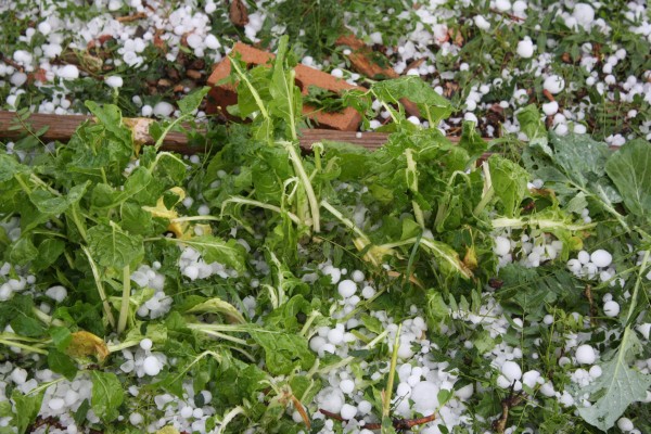 Garden Chard Plants Damaged by Hail - Free High Resolution Photo