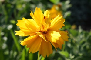 Golden Yellow Coreopsis Flower with Frilly Petals - Free High Resolution Photo