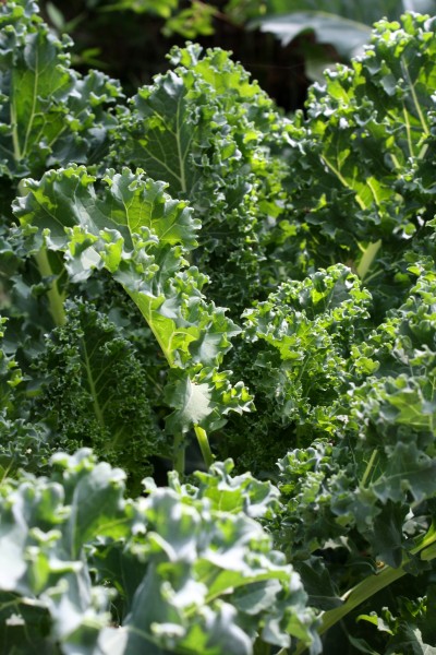 Kale Growing in Garden - Free High Resolution Photo