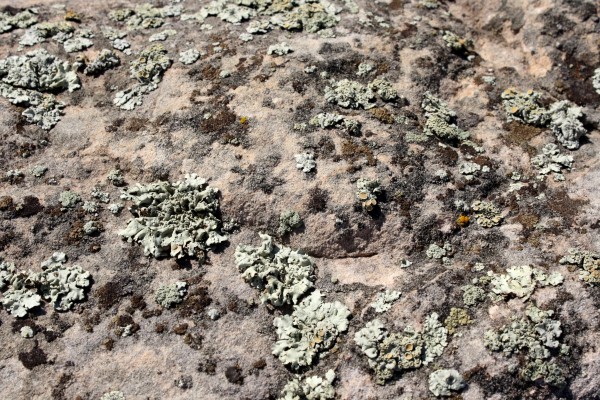 Lichen on Rock Texture - Free High Resolution Photo