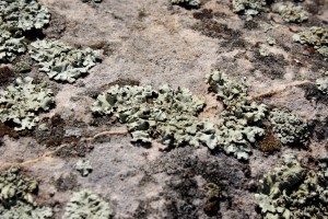 Light Green Lichen on Rock - Free High Resolution Photo