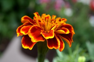 Marigold Flower Close Up - Free High Resolution Photo