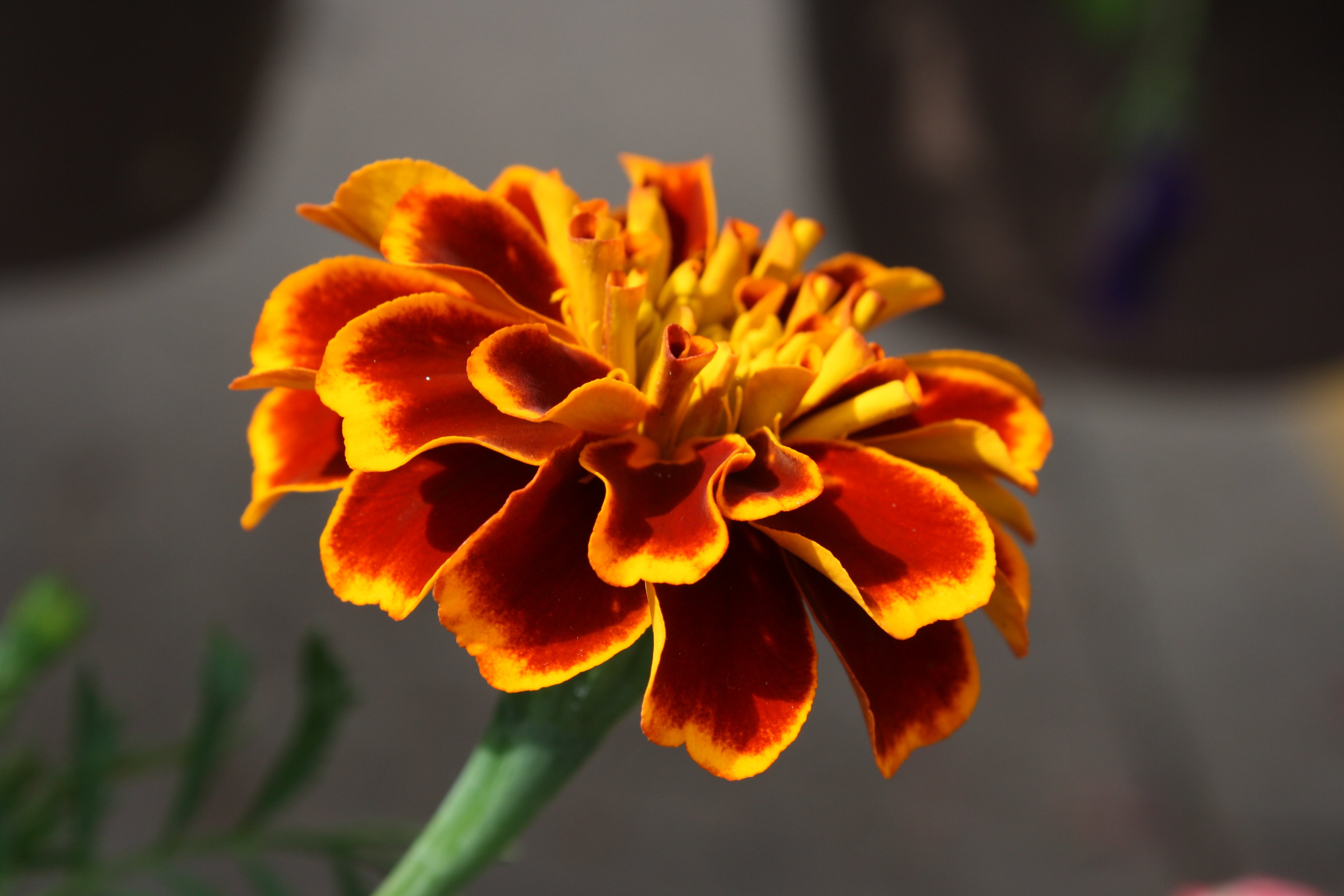 Marigold Flower Picture Free Photograph Photos Public Domain