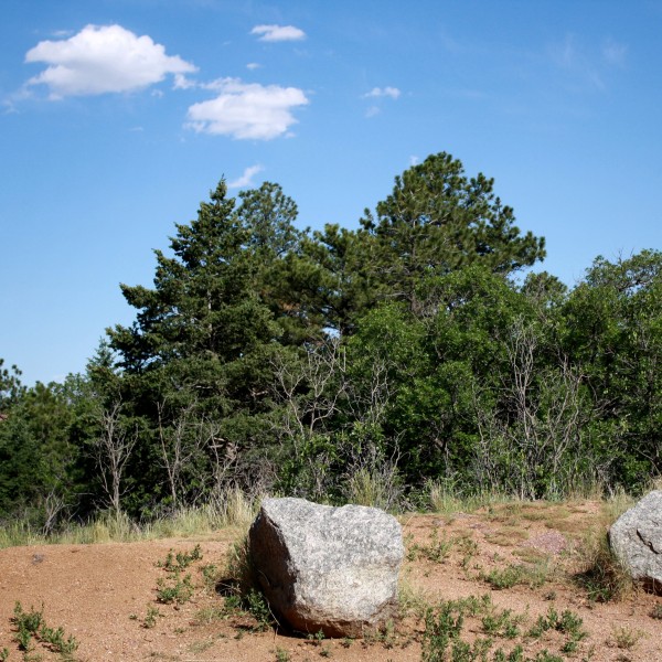Mountain Pine Trees and Scrub Oak - Free High Resolution Photo