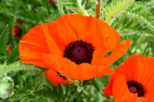 Orange Poppy Flower - Free High Resolution Photo
