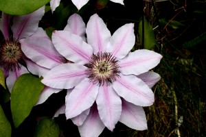 Pale Pink Clematis Flower with Stripes - Free High Resolution Photo