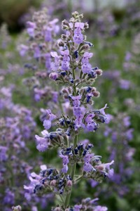 Pale Purple Wildflowers - Free High Resolution Photo