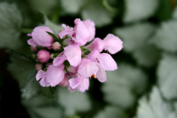 Pink Blossoms on Beacon Silver Dead Nettle Plant - Free High Resolution Photo