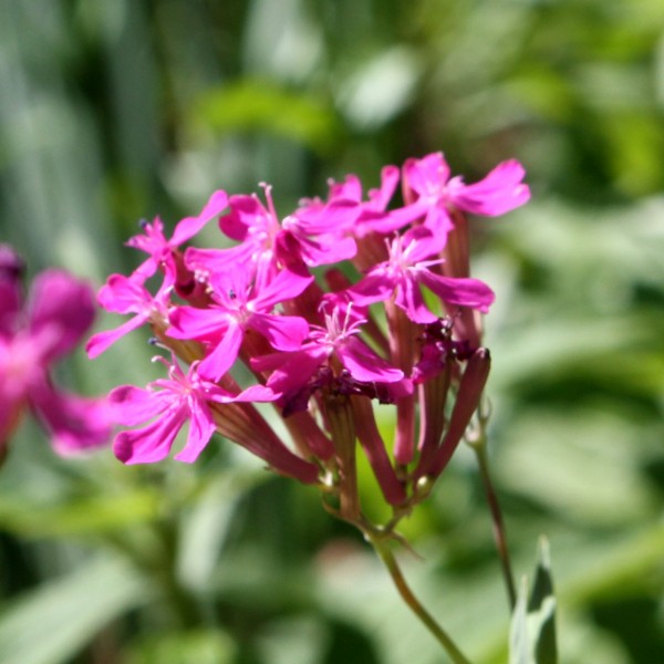 Pink Catchfly Wildflower Blossoms - Free High Resolution Photo