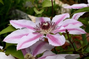 Pink Clematis Flower Nelly Moser - Free High Resolution Photo