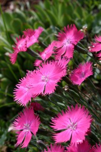 Pink Dianthus Flowers - Free high resolution photo