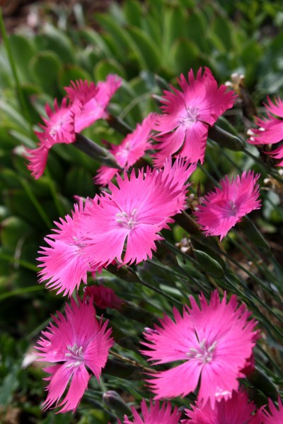 Pink Dianthus Flowers - Free high resolution photo