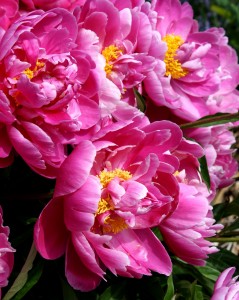 Pink Peonies - Free High Resolution Photo