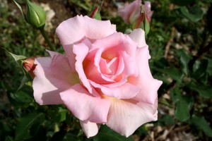 Pink Rose in Full Bloom - Free High Resolution Photo