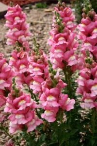 Pink Snapdragon Flowers - Free High Resolution Photo