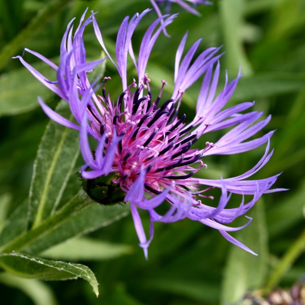 Purple Centaurea Montana Flower - Free High Resolution Photo