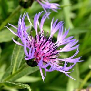Purple Mountain Cornflower with Spiky Petals - Free High Resolution Photo