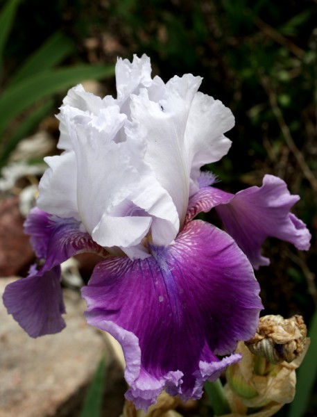 Purple and White Frilly Iris - Free High Resolution Photo