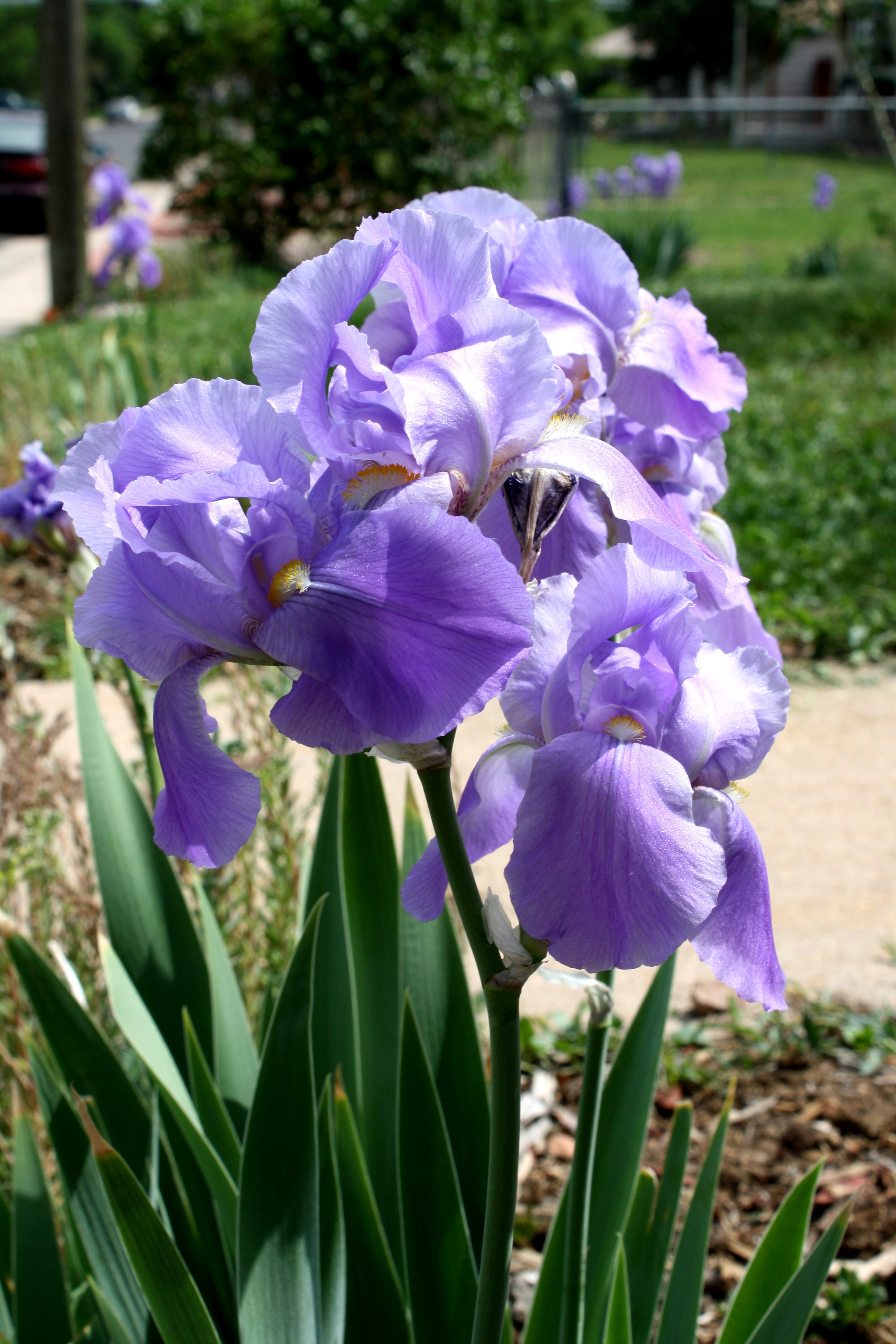 Purple Iris Flowers Picture | Free Photograph | Photos Public Domain