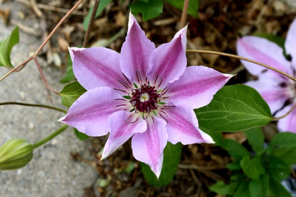 Purple Nelly Moser Clematis Flower - Free High Resolution Photo