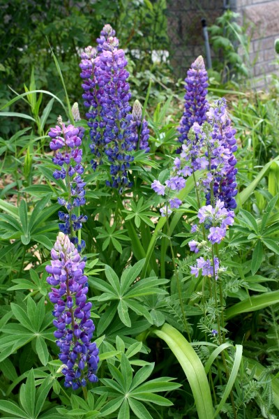 Purple Snapdragon Flowers - Free High Resolution Photo