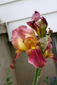 Red and Yellow Iris - Free high resolution Photo