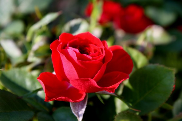 Red Rosebud Opening - Free High Resolution Photo
