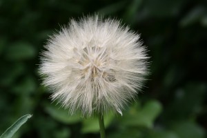 Sowthistle Seed Puff - Free High Resolution Photo