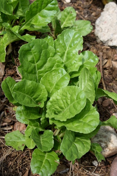 Swiss Chard Growing in Garden - Free High Resolution Photo