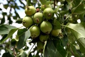 Tiny Green Apples on Tree - Free High Resolution Photo
