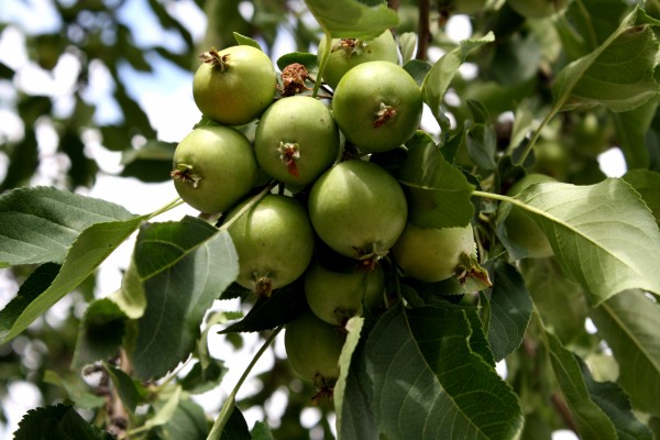 Tiny Green Apples on Tree - Free High Resolution Photo