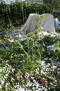 Tomato Plant Destroyed by Hail - Free High Resolution Photo