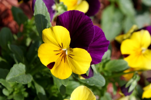 Viola Tricolor Pansy Flower Close Up - Free High Resolution Photo