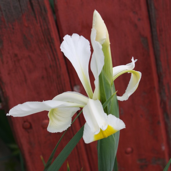 White and Yellow Iris Flowers - Free high resolution photo