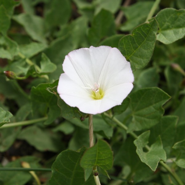 White Bindweed Flower - Free High Resolution Photo