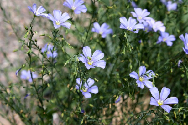 Wild Blue Flax Linum Lewisii Flowers - Free High Resolution Photo