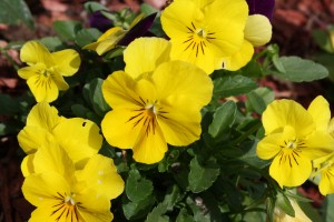 Yellow Pansies - Free High Resolution Photo